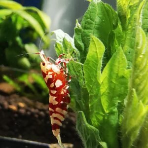 GALAXY RED FANCY TIGER - 1.0 CM